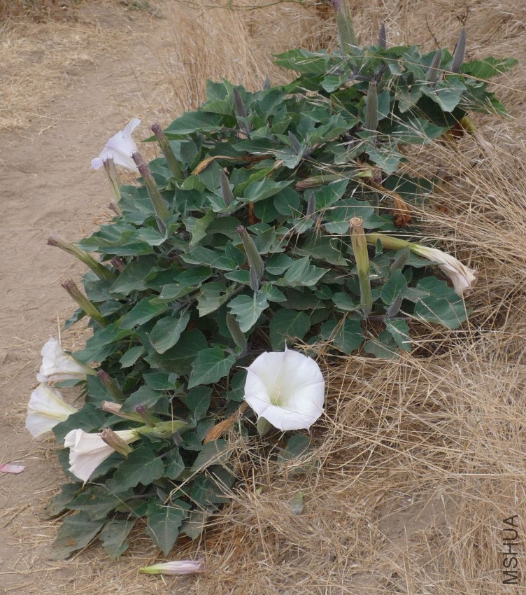 datura-wrightii-plant.jpg
