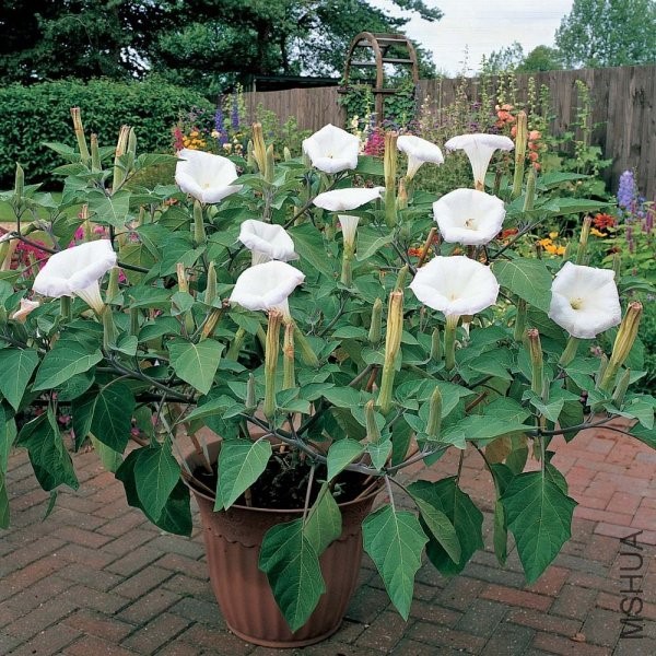 sacret-datura-datura-wrightii_1-600x600.jpg