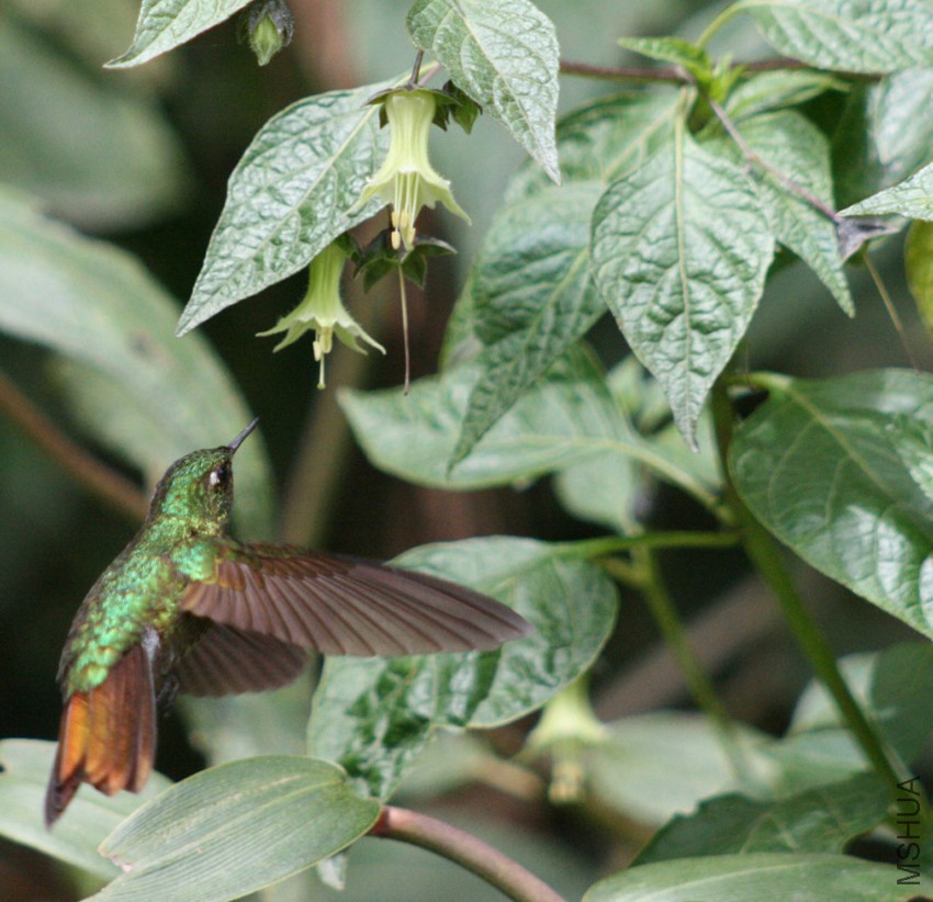 Jaltomata viridiflora.jpg