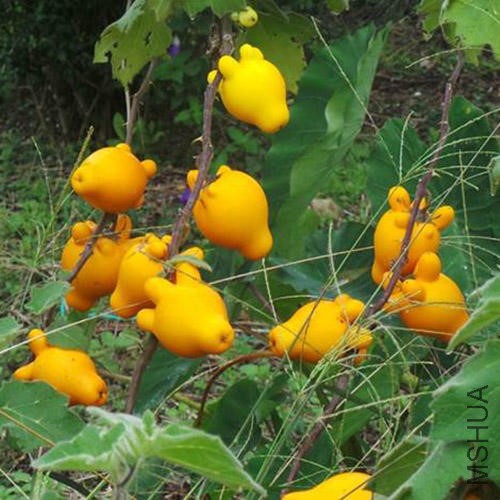 SOLANUM MAMMOSUM.jpg