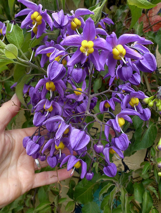 solanum_navidad_jalisco_03.jpg