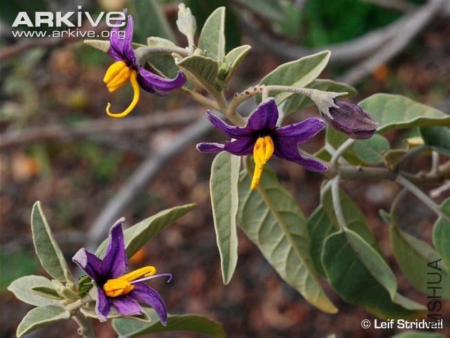 solanum-lidii-flowers.jpg