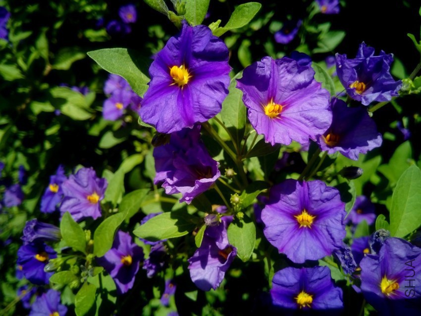 solanum-rantonnetii-1140725_960_720.jpg