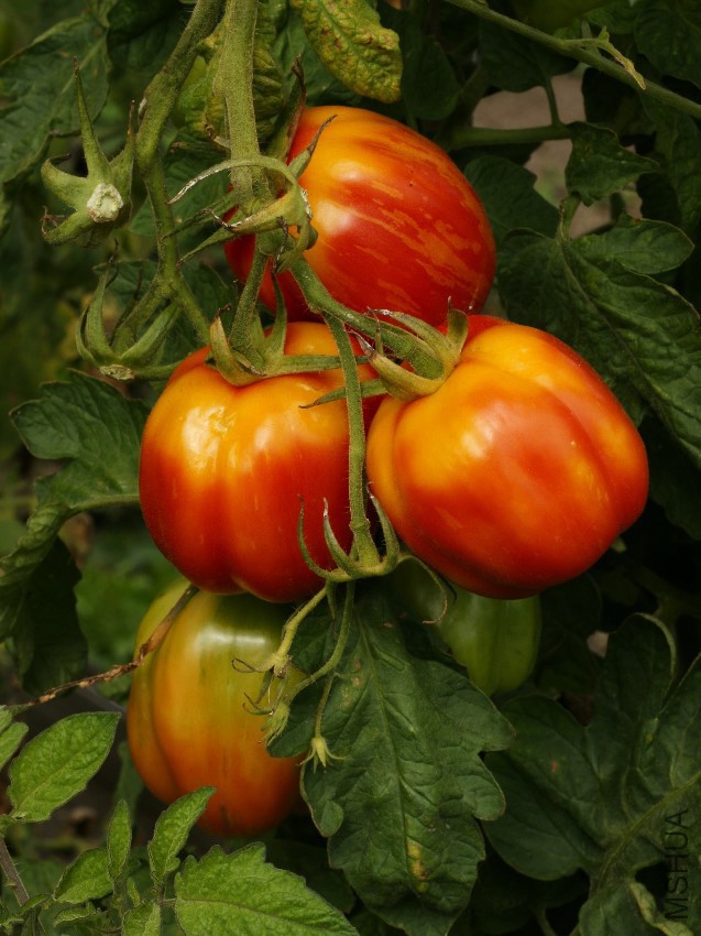 Solanum_lycopersicum,_Tomate_1.jpg