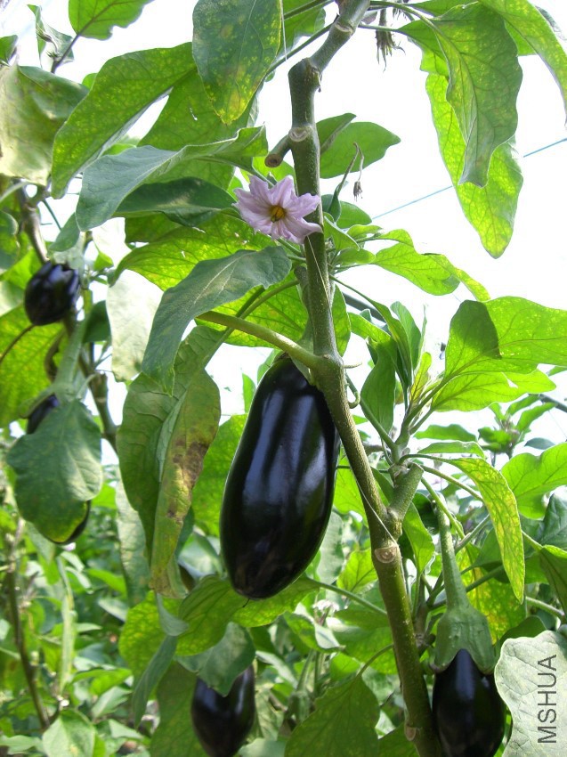 Solanum_melongena_ja001.jpg