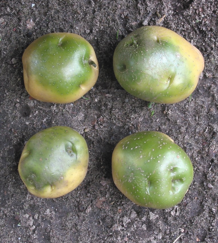 Aardappel_groene_knollen_(Solanum_tuberosum).jpg