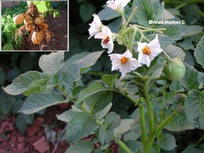 Solanum_tuberosum.jpg