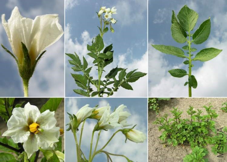 solanum-tuberosum117859.jpg