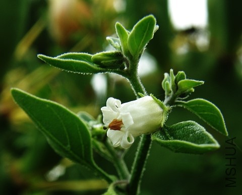 salpichroa_origanifolia2.jpg