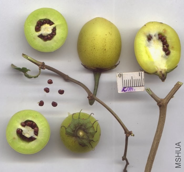 Lycianthes rantonnei21.JPG