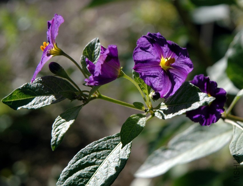 Lycianthes_rantonnei_flowers2.jpg