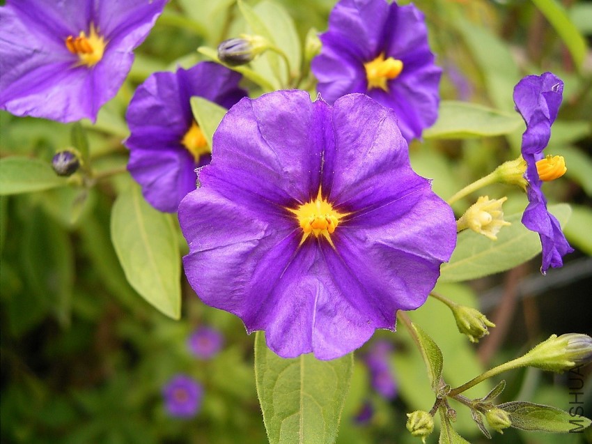 Lycianthes_rantonnetii_02_ies.jpg