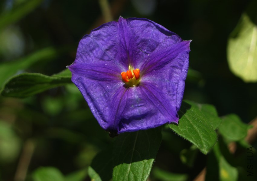 lycianthes-lycioidesi-flower.jpg