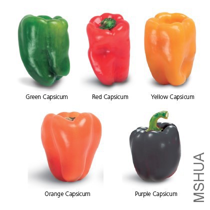 2and5_capsicum_420.jpg