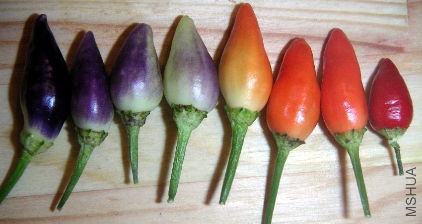 Capsicum_annuum_Twilight.jpg