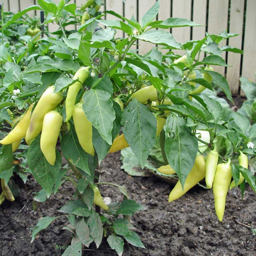 capsicum-sweet-banana.jpg