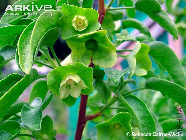 St-Helena-boxwood-flowers-with-developing-seed-capsule.jpg