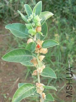 withania_somnifera2.jpg
