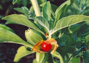 withania-somnifera.jpg