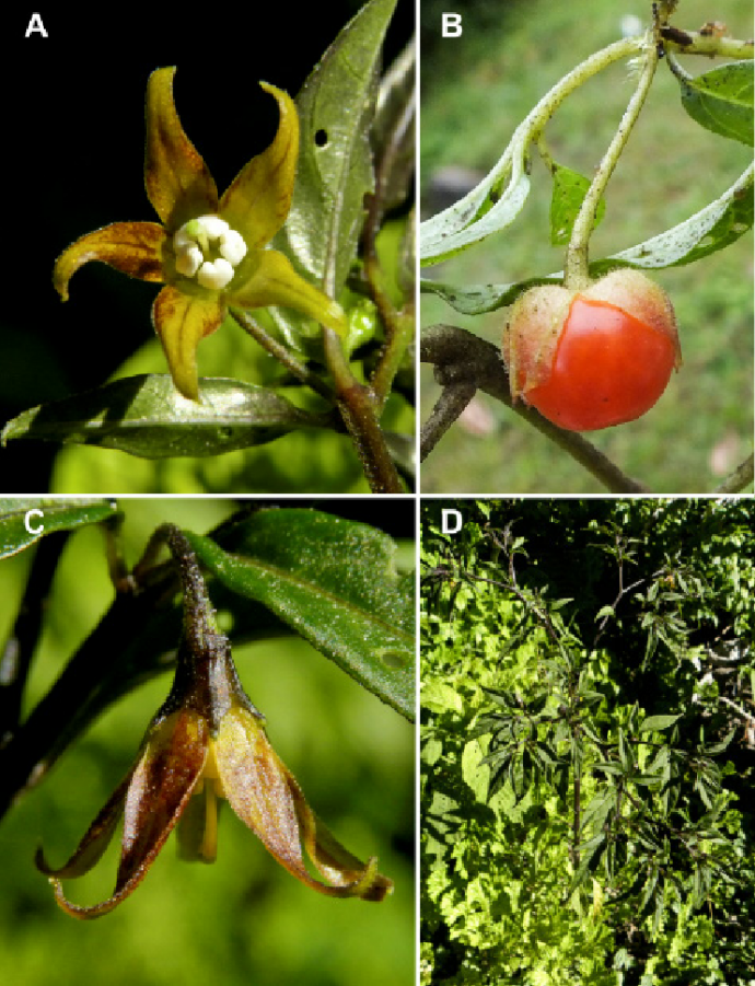 Fig-2-Deprea-auccana-S-Leiva-Barboza-Deanna-A-Flor-en-antesis-B-Fruto-C-Flor.png
