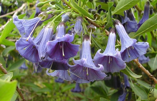 Iochroma_australis_8303.jpg