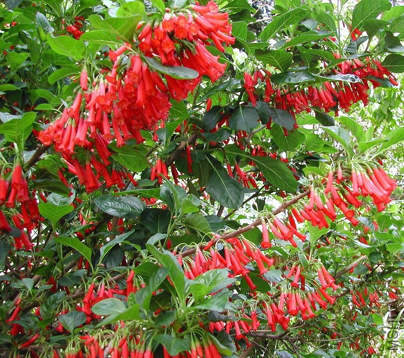 Red_Iochroma_fuchsioides_1177.jpg