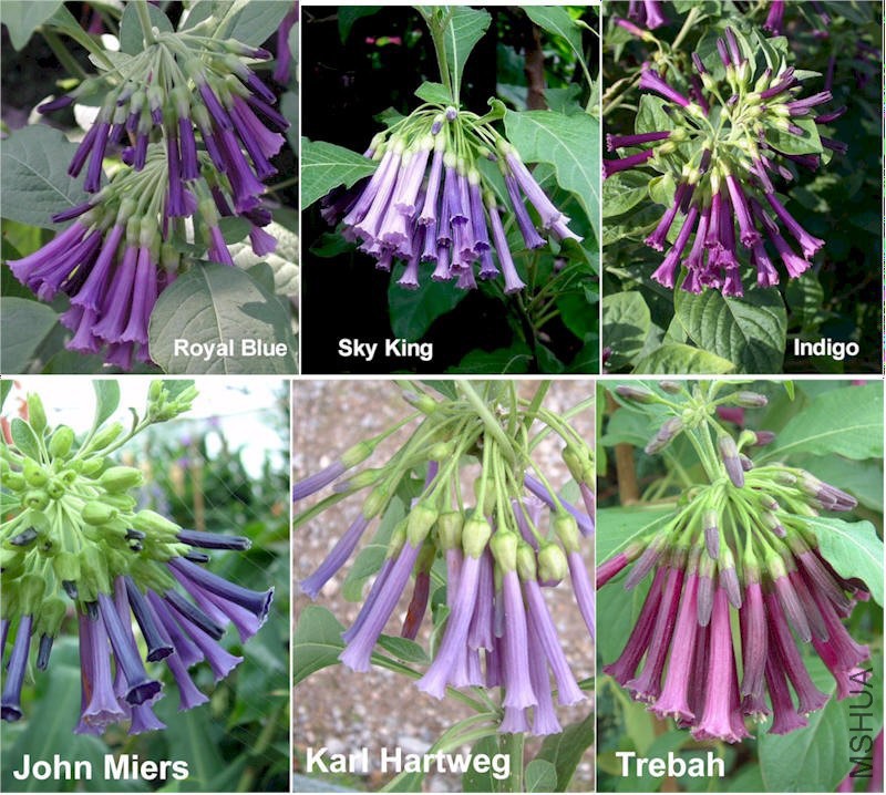 Iochroma cyaneum six cultivars.jpg