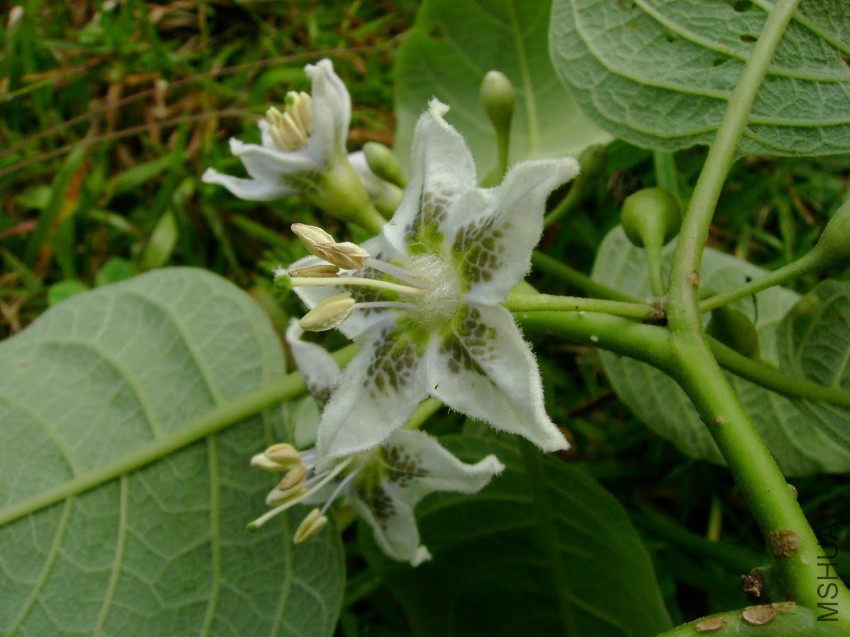 Eriolarynx lorentzii.JPG