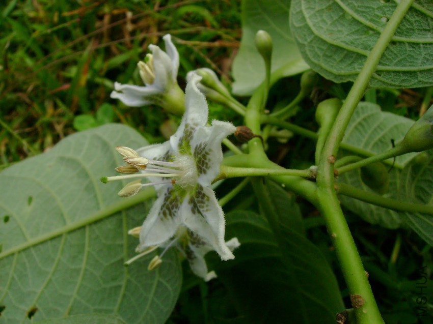 Tucum��n (66).JPG