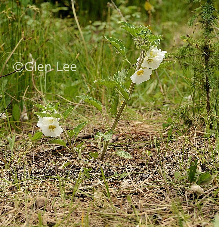 Leucophysalis grandiflora1.jpg