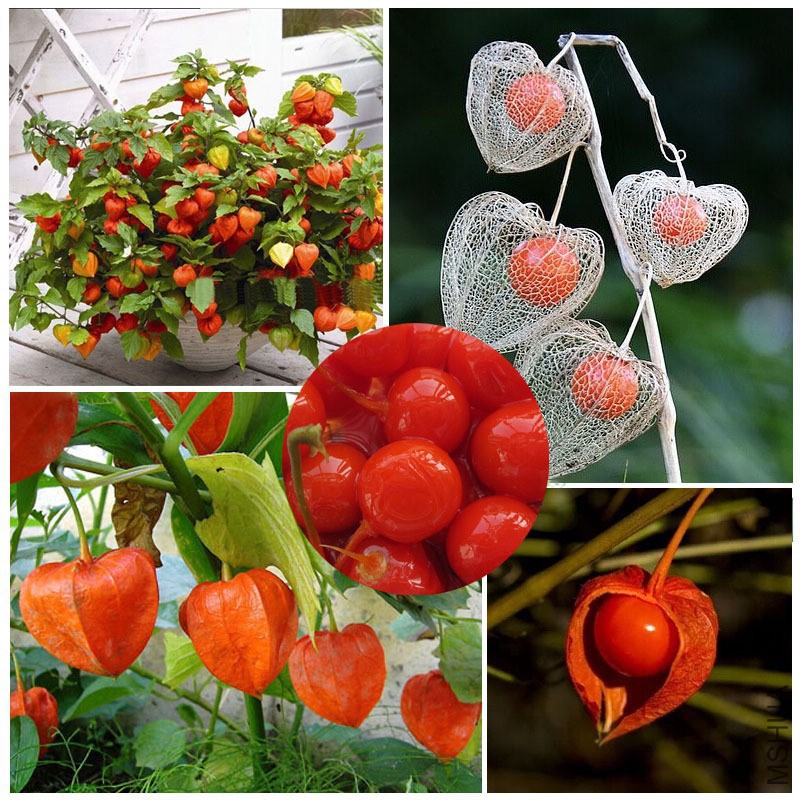 100pcs-lot-bonsai-Ornamental-font-b-fruit-b-font-seeds-font-b-Physalis-b-font-chinese.jpg