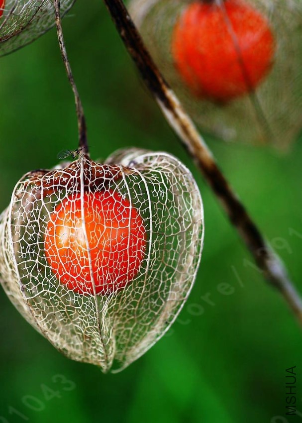 2016-HOT-font-b-Physalis-b-font-alkekengi-Seed-100PCS-Red-Lantern-Fruit-seeds-Fr.jpg