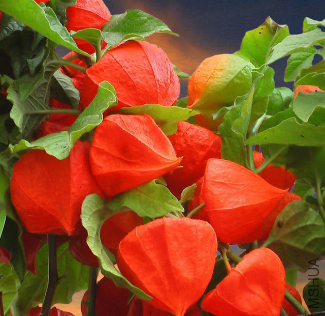 1322641767physalis_franchetti_flw_2011_11_29.jpg