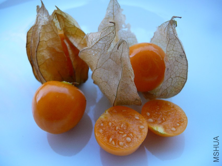 Physalis_Nahaufnahme.jpg