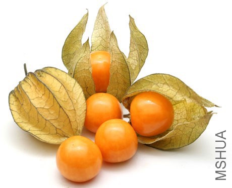 Physalis-import-export.jpg