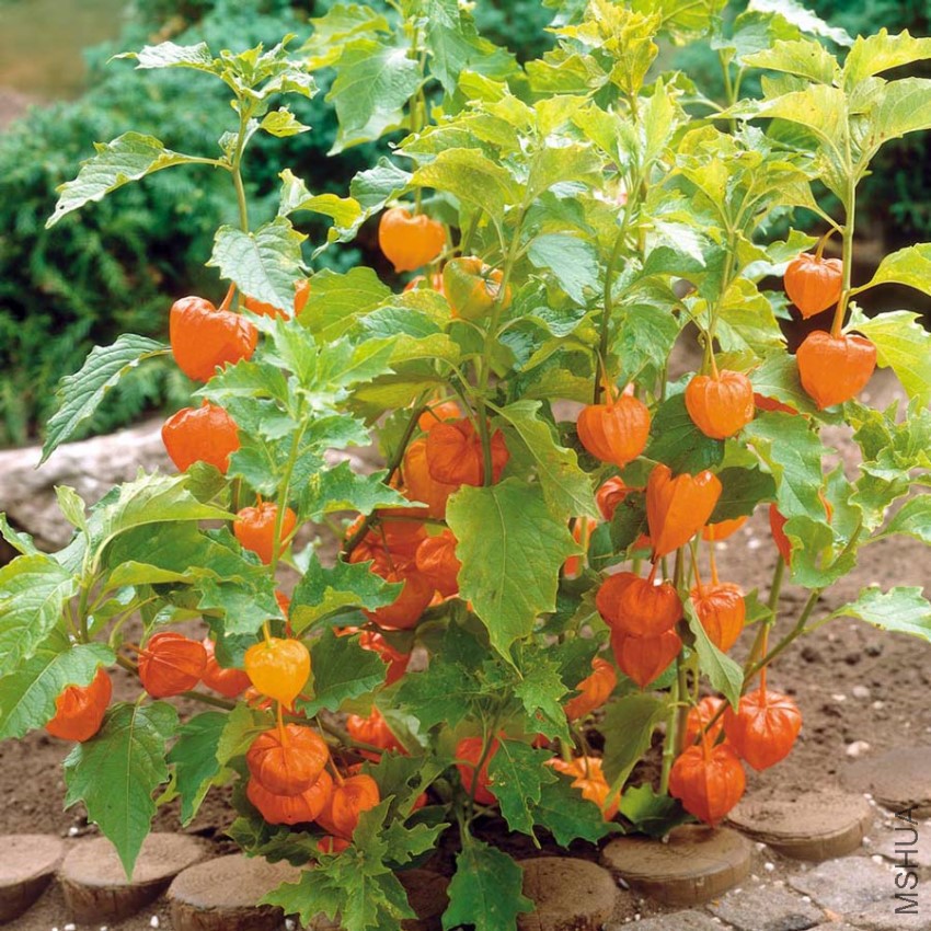 physalis-peruviana-1.jpg