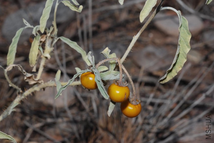 lrSolanum_Elaeagnifolium1.jpg