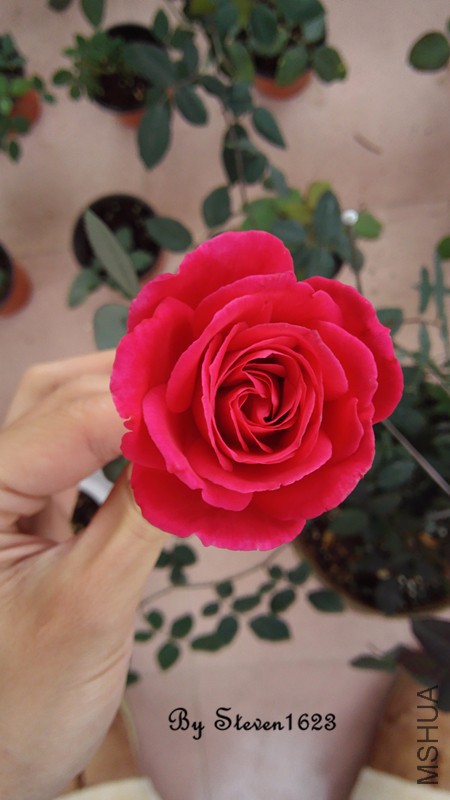 һƷ����.jpg