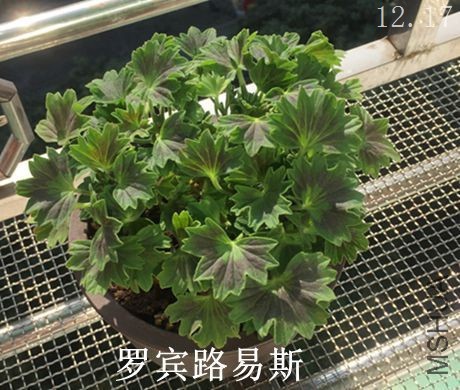 �ޱ� ·��˹_����.jpg