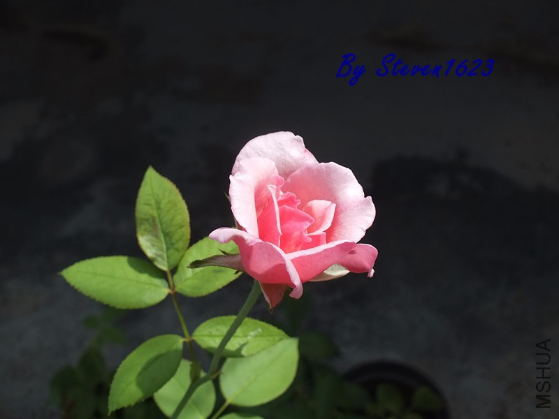 ӳ�պɻ�.jpg
