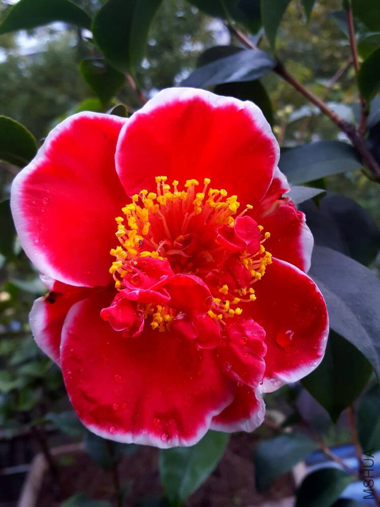 161845pfp2sytsssfp1d28.jpg