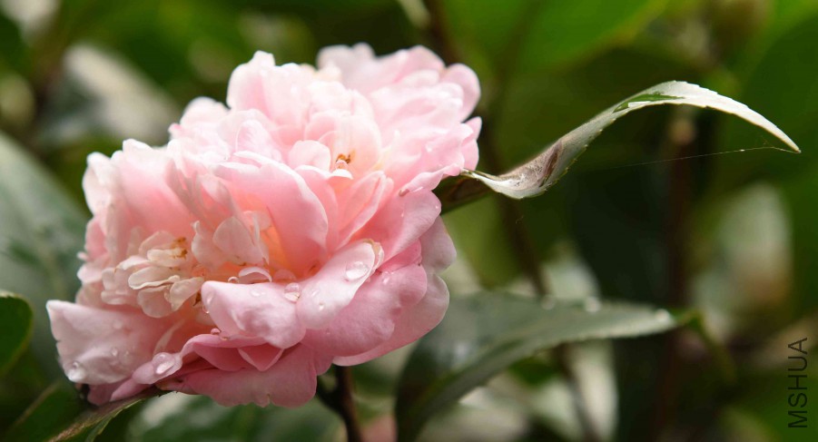 DSC_4136_����.jpg