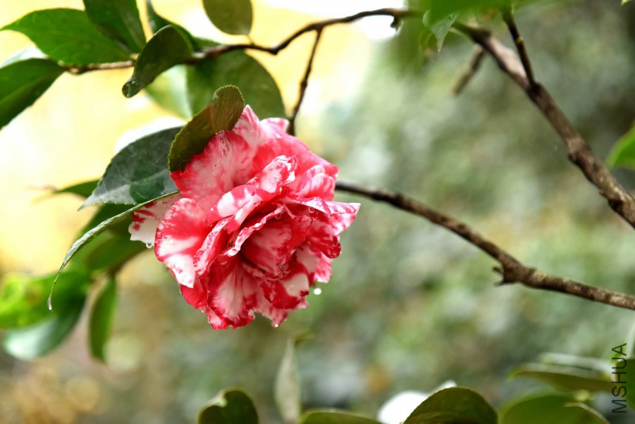 DSC_3765.jpg