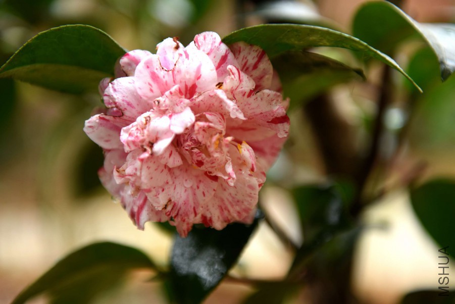 DSC_3775.jpg
