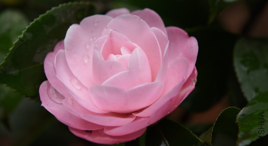DSC_3788_����.jpg