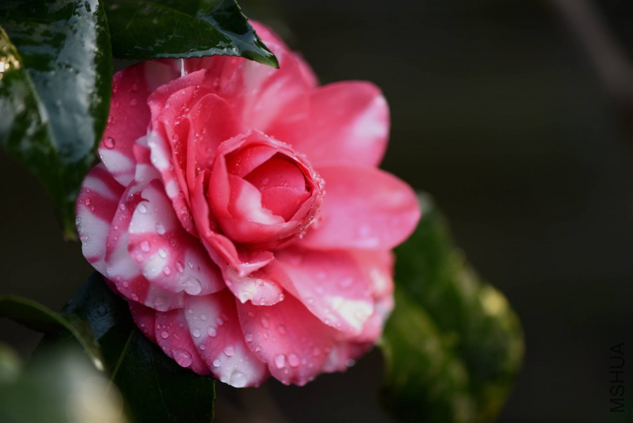 DSC_3868.jpg