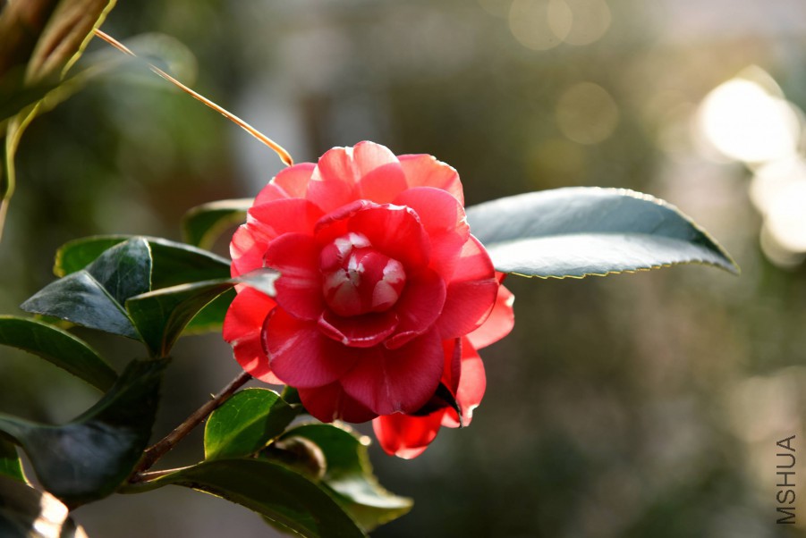 DSC_3909.jpg