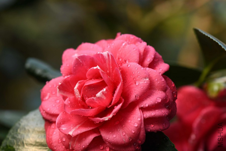 DSC_3917.jpg