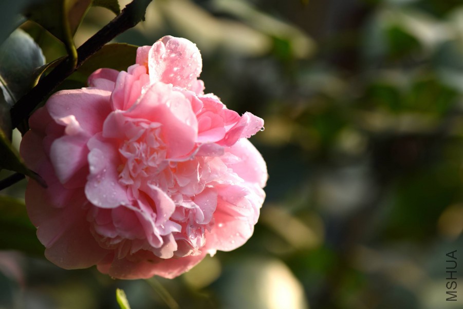 DSC_3928.jpg