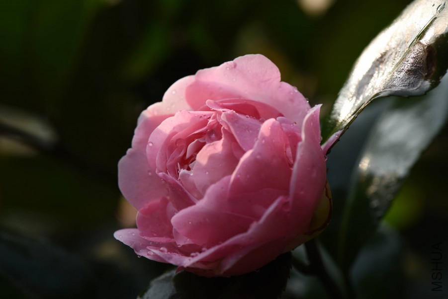 DSC_3954.jpg